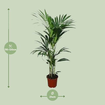 Kentia-Palme - Howea forsteriana - Ø21cm - ↕120cm - Pflanzfix24.de - Pflanzfix24.de