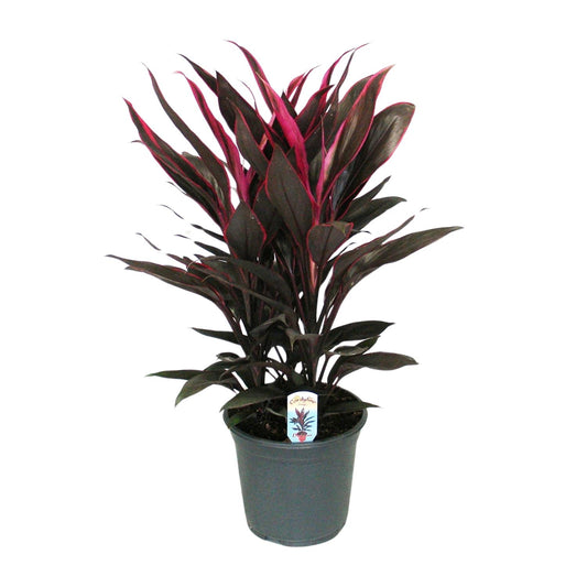 Cordyline Tango Toef - Ø19cm - ↕55cm - Pflanzfix24