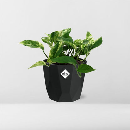 Scindapsus Marble Queen 14cm - Pflanzfix24