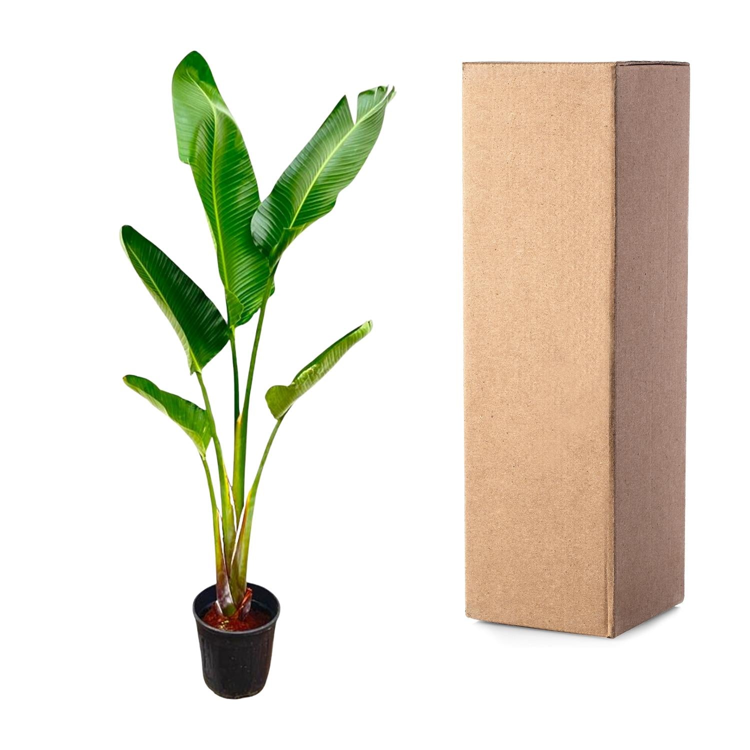 Strelitzia Augusta 210 cm Ø30 – Weiße Paradiesvogel Pflanze | Pflanzfix24.de - Pflanzfix24.de
