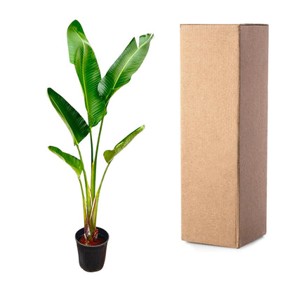 Strelitzia Augusta 210 cm Ø30 – Weiße Paradiesvogel Pflanze | Pflanzfix24.de - Pflanzfix24.de