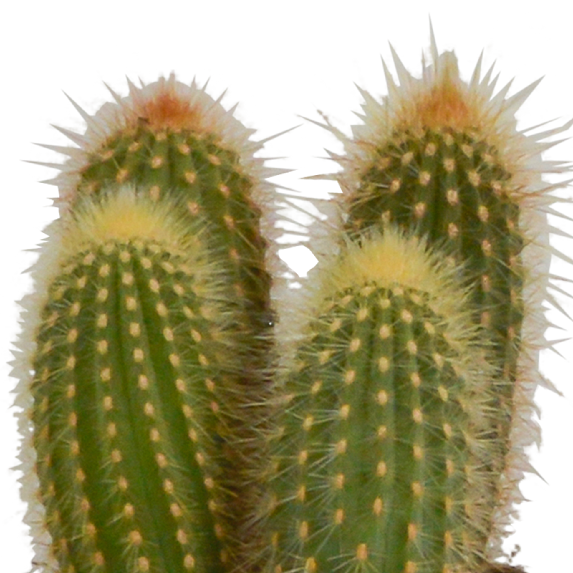 Cereus-Mischung 10,5 cm - 3x - in witte pot - Pflanzfix24.de - Pflanzfix24.de