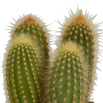 Cereus-Mischung 10,5 cm - 3x - in witte pot - Pflanzfix24.de - Pflanzfix24.de