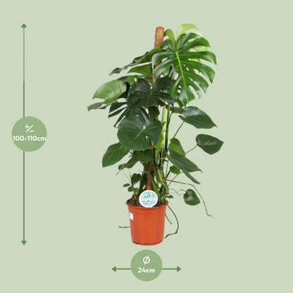 Monstera Deliciosa Ø24cm 105cm Höhe – Pflanzfix24.de - Pflanzfix24.de