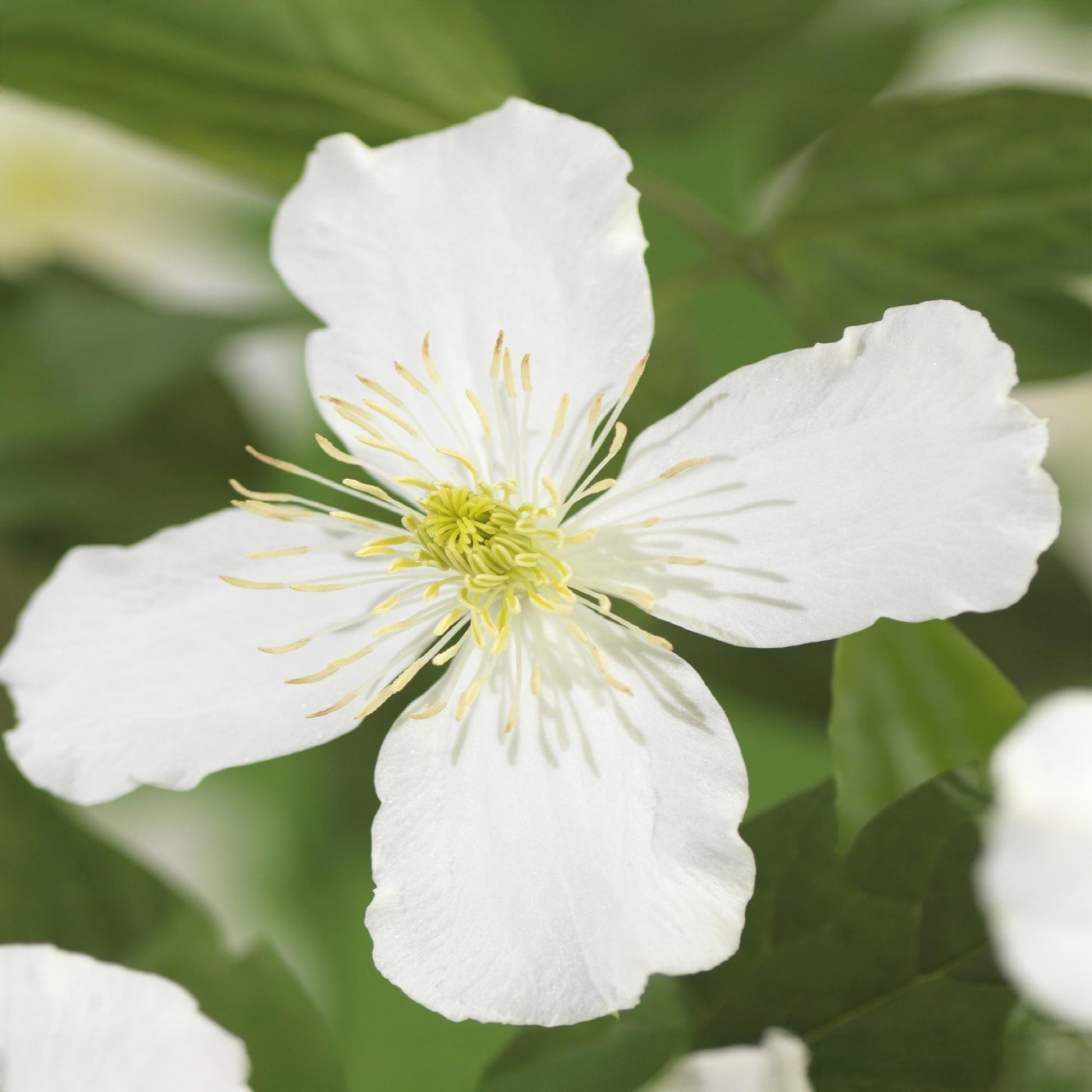 GreenboutiQ - Clematis montana Grandiflora - 2er Set - Blüte Weiß - Pflanzfix24.de - Pflanzfix24.de
