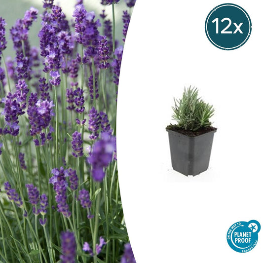 12x Lavandula 'Dwarf Blue' – Duft-Lavendel Set | Pflanzfix24