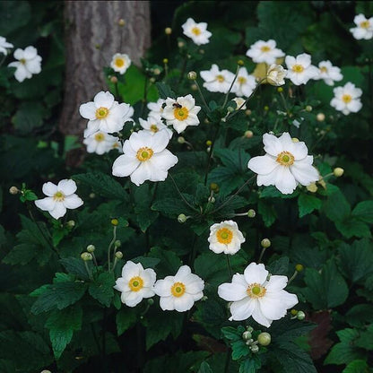 12x Anemone hyb. 'Honorine Jobert' – Herbstanemone – Pflanzfix24.de - Pflanzfix24.de