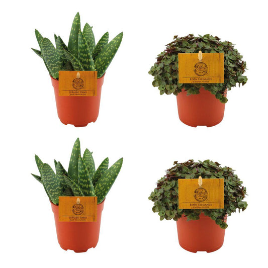 4er-Set Aloe Paradisicum & Callisia Turtle Ø10,5cm – Pflanzfix24