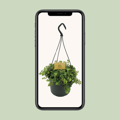 Sedum Tornado - Ø15cm - ↕25cm von Pflanzfix24