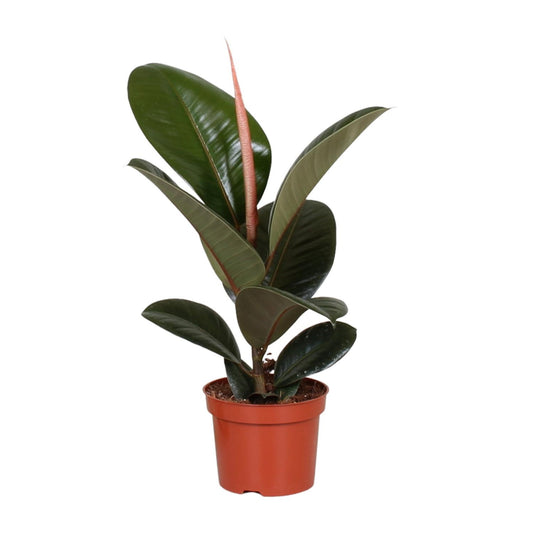 Ficus Elastica Robusta - Ø12cm - ↕35cm bei Pflanzfix24.de - Pflanzfix24.de