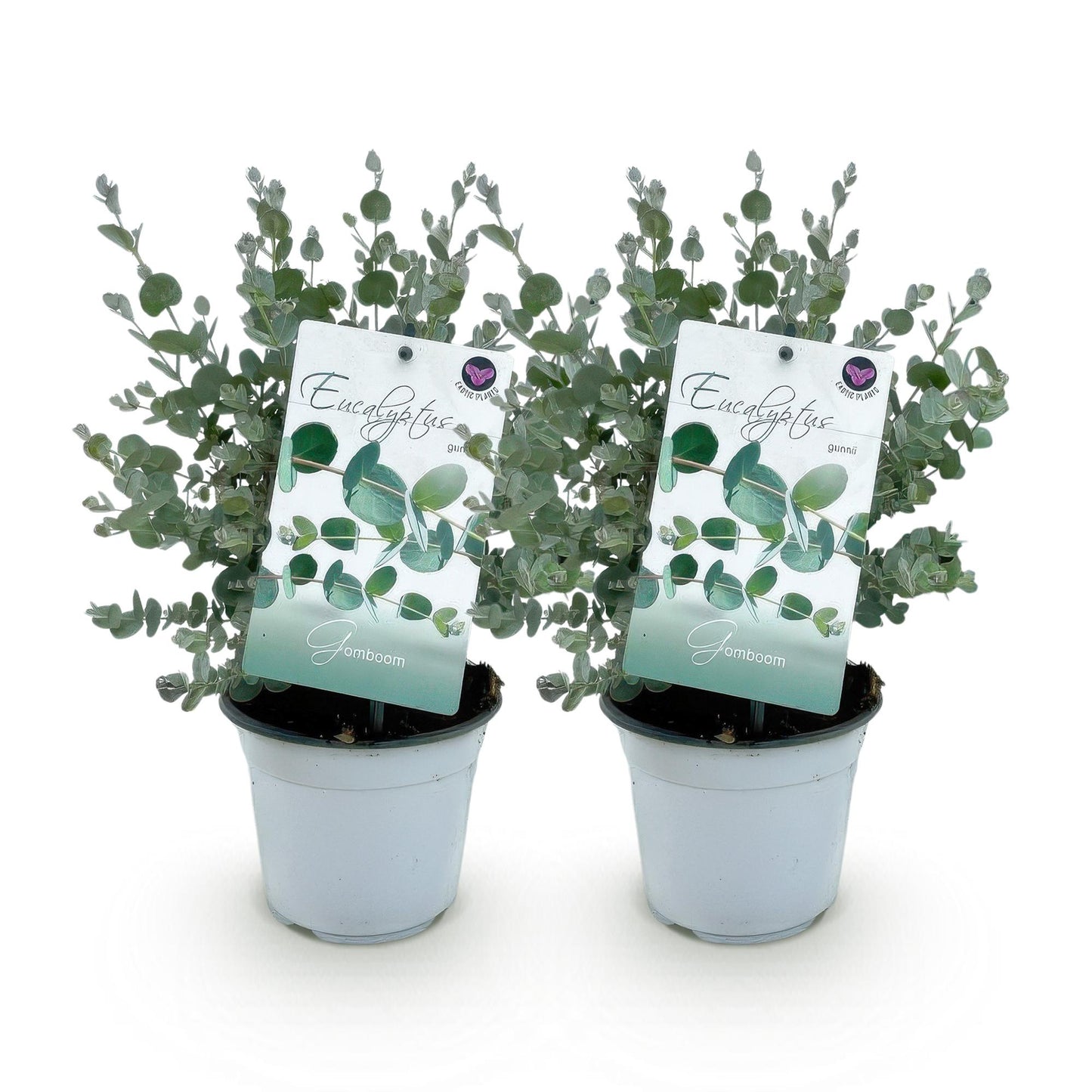 pflanzfix24 - Eukalyptusbaum - Eucalyptus gunnii - Grau - 2 Pflanzen - Winterhart