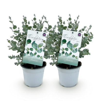 pflanzfix24 - Eukalyptusbaum - Eucalyptus gunnii - Grau - 2 Pflanzen - Winterhart