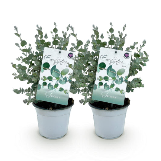 pflanzfix24 - Eukalyptusbaum - Eucalyptus gunnii - Grau - 2 Pflanzen - Winterhart
