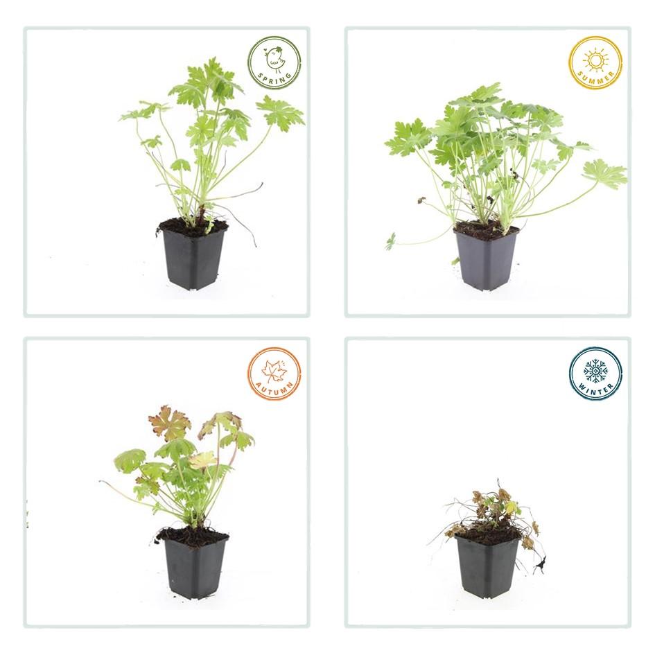 20x Robuste Geranium macrorrhizum von Pflanzfix24.de - ↕10-25cm - Ø9cm - Pflanzfix24.de