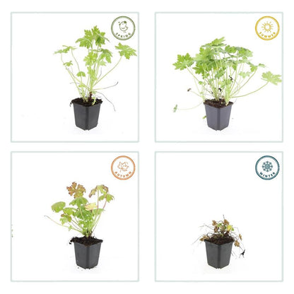 20x Robuste Geranium macrorrhizum von Pflanzfix24.de - ↕10-25cm - Ø9cm - Pflanzfix24.de