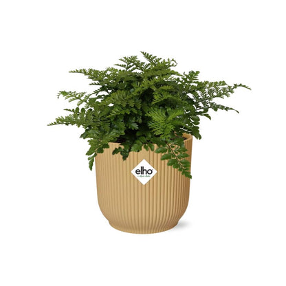 Asplenium Parvati ELHO Vibes Fold 14cm gelb – Luftreinigender Farn | Pflanzfix24