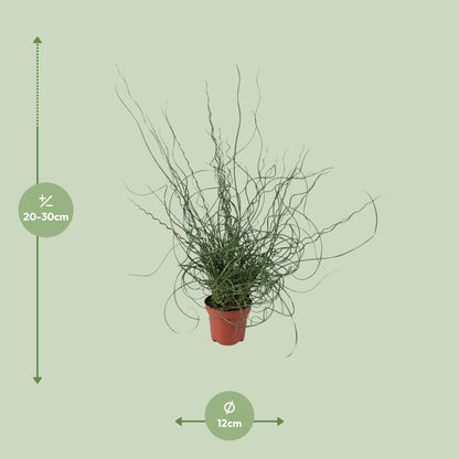 Juncus Effusus Spiralis - Ø12cm - ↕30cm - Pflanzfix24