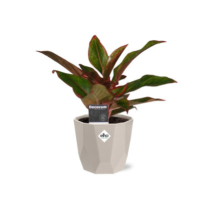 Aglaonema Crete in ELHO b.for rock 14 cm warm grey - Pflanzfix24