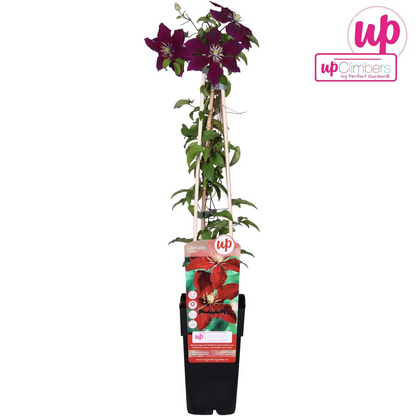 Clematis Niobe - 65cm - Ø15 - Pflanzfix24.de - Pflanzfix24.de
