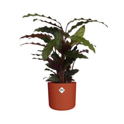 Calathea Rufibarba 'Tropistar' in ELHO b.for soft rond 14cm brique - Pflanzfix24
