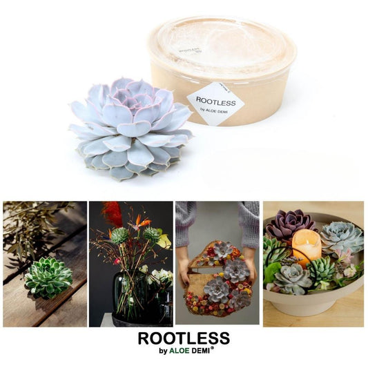 ROOTLESS Sukkulente Echeveria Lilacina Ø12-14cm – Pflegeleicht | Pflanzfix24.de - Pflanzfix24.de