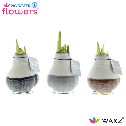 No Water Flowers Waxz Dipz Natural - 3er Pack - Ø7 cm - ↕15 cm bei Pflanzfix24