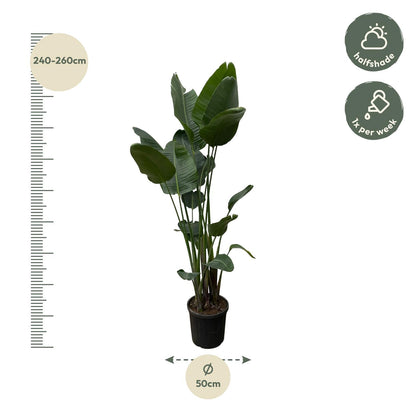 Strelitzia Nicolai XXL Weißer Paradiesvogel 250 cm - pflanzfix24