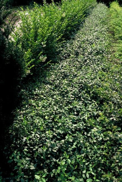 24x Euonymus fort. 'Dart's Blanket' - ↕10-25cm - Ø9cm - Pflanzfix24