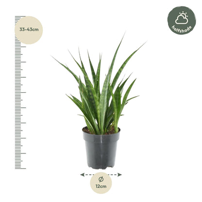 Sansevieria kirkii 'Friends' Ø12cm 38cm – Bogenhanf | Pflanzfix24.de - Pflanzfix24.de