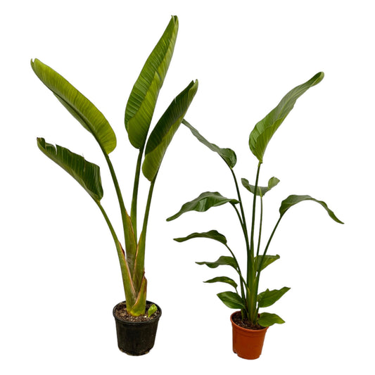 Strelitzia Nicolai + Strelitzia Augusta - 100 cm - Ø17-21 - Pflanzfix24