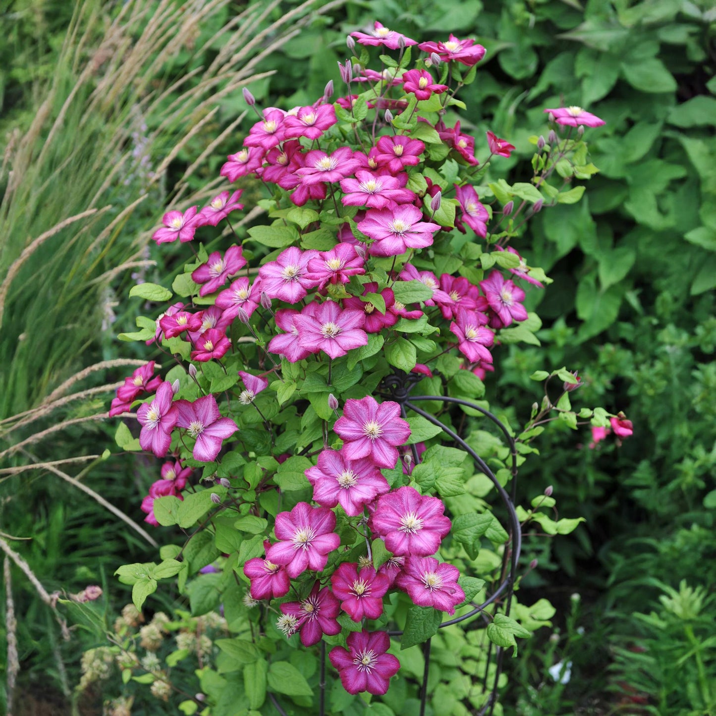 GreenboutiQ - Kletterpflanze - Clematis Ville de Lyon - Blüte Rosa - Wenig Pflege - 2 Pflanzen - Topf 11cm Höhe 40cm