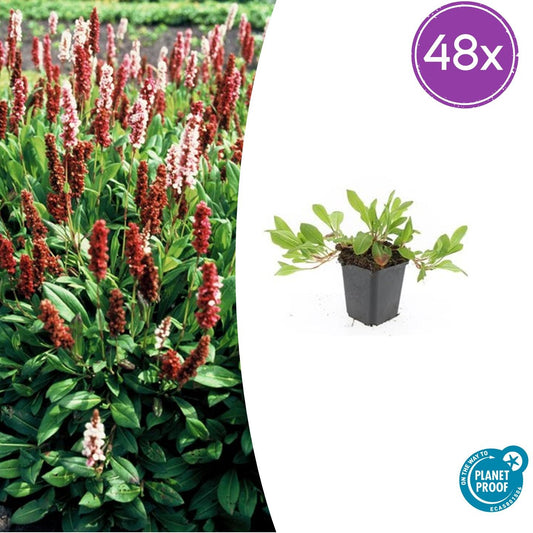 48x Persicaria aff. 'Darjeeling Red' - ↕10-25cm - Ø9cm - Pflanzfix24