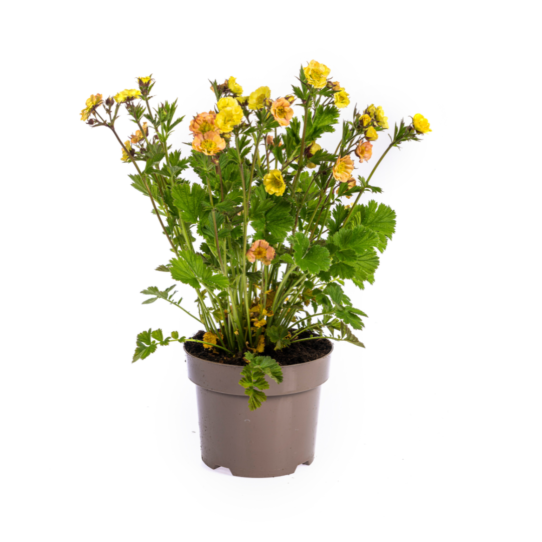 Geum Rivale Yellow Ø19cm - ↕50 - 70cm - Pflanzfix24