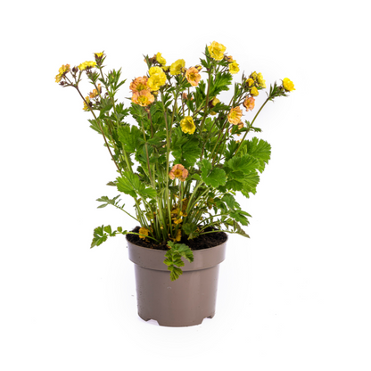 Geum Rivale Yellow Ø19cm - ↕50 - 70cm - Pflanzfix24