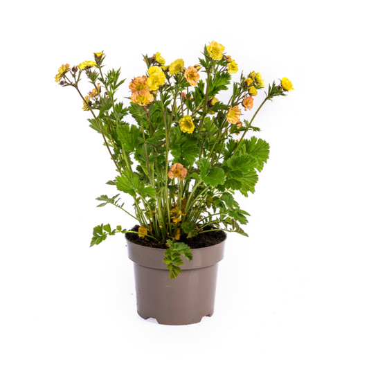 Geum Rivale Yellow Ø19cm - ↕50 - 70cm - Pflanzfix24