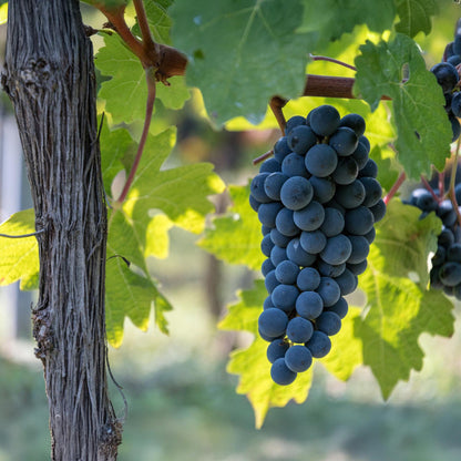 GreenboutiQ - Obstpflanze - Blaue Traube - Vitis vinifera Boskoop Glory - 2 Pflanzen - Topf 15cm Höhe 50cm - Pflanzfix24.de