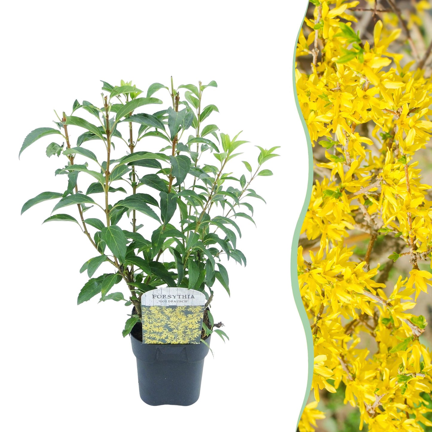 Pflanzfix24 - Forsythia intermedia Goldrauch - Blüte Gelb - 1 Pflanze - Topf 17cm