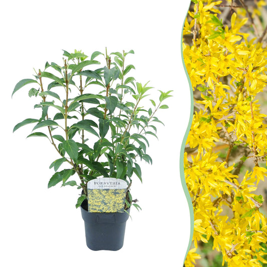 Pflanzfix24 - Forsythia intermedia Goldrauch - Blüte Gelb - 1 Pflanze - Topf 17cm