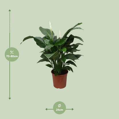 Spathiphyllum Sweet Silvana Ø24cm – elegante Friedenslilie | pflanzfix24.de - Pflanzfix24.de
