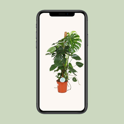Monstera Deliciosa Ø24cm 105cm Höhe – Pflanzfix24.de - Pflanzfix24.de
