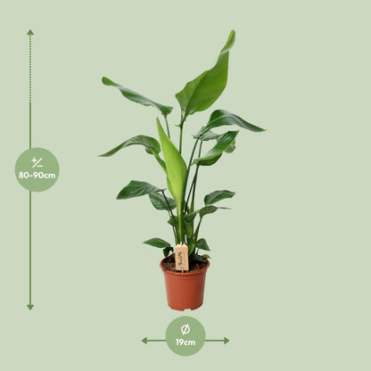 Strelitzia Nicolai 90cm Ø19cm – Exotische Zimmerpflanze | Pflanzfix24.de - Pflanzfix24.de