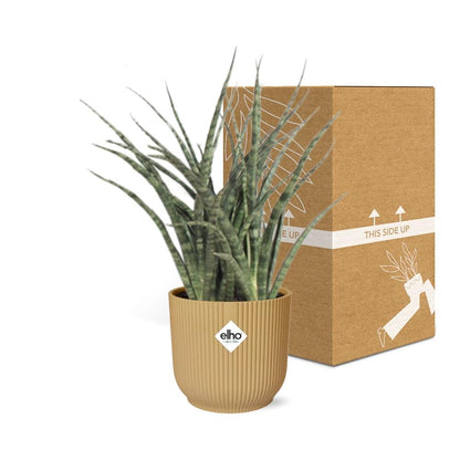 Sansevieria Fernwood Punk in ELHO Vibes Fold 14cm geel - Pflanzfix24