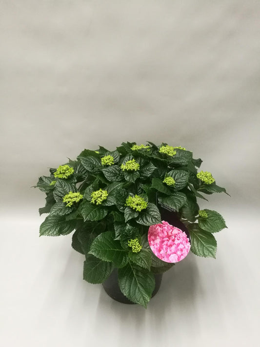 Hydrangea Early Rosa - Pflanzfix24