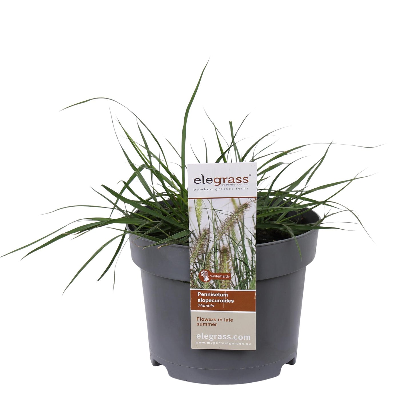 Pennisetum alopecuroides 'Hameln' - Ø19cm - Pflanzfix24
