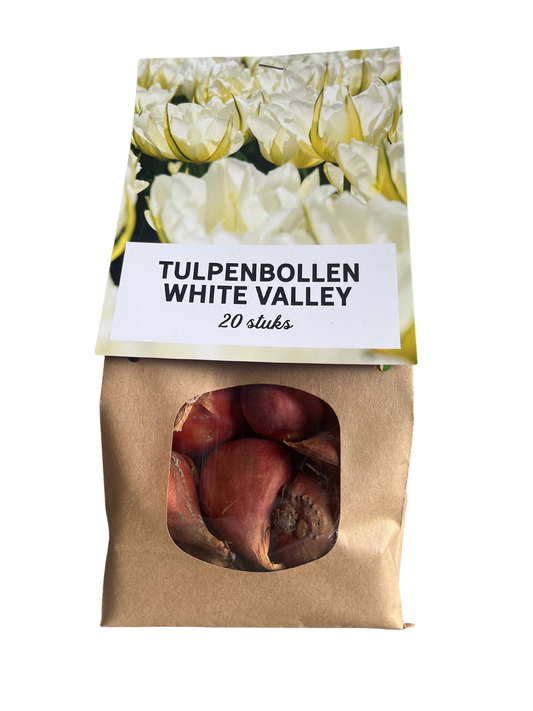 White Valley - Tulpenbollen 20 stuks - Pflanzfix24