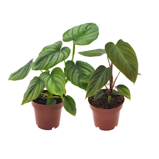 Philodendron Duo Nangaritens/Mamei - 2 Stücke - Ø12cm - ↕25cm - Pflanzfix24