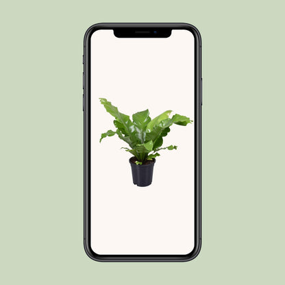 Asplenium Nidus - Ø17cm - ↕45cm - Pflanzfix24