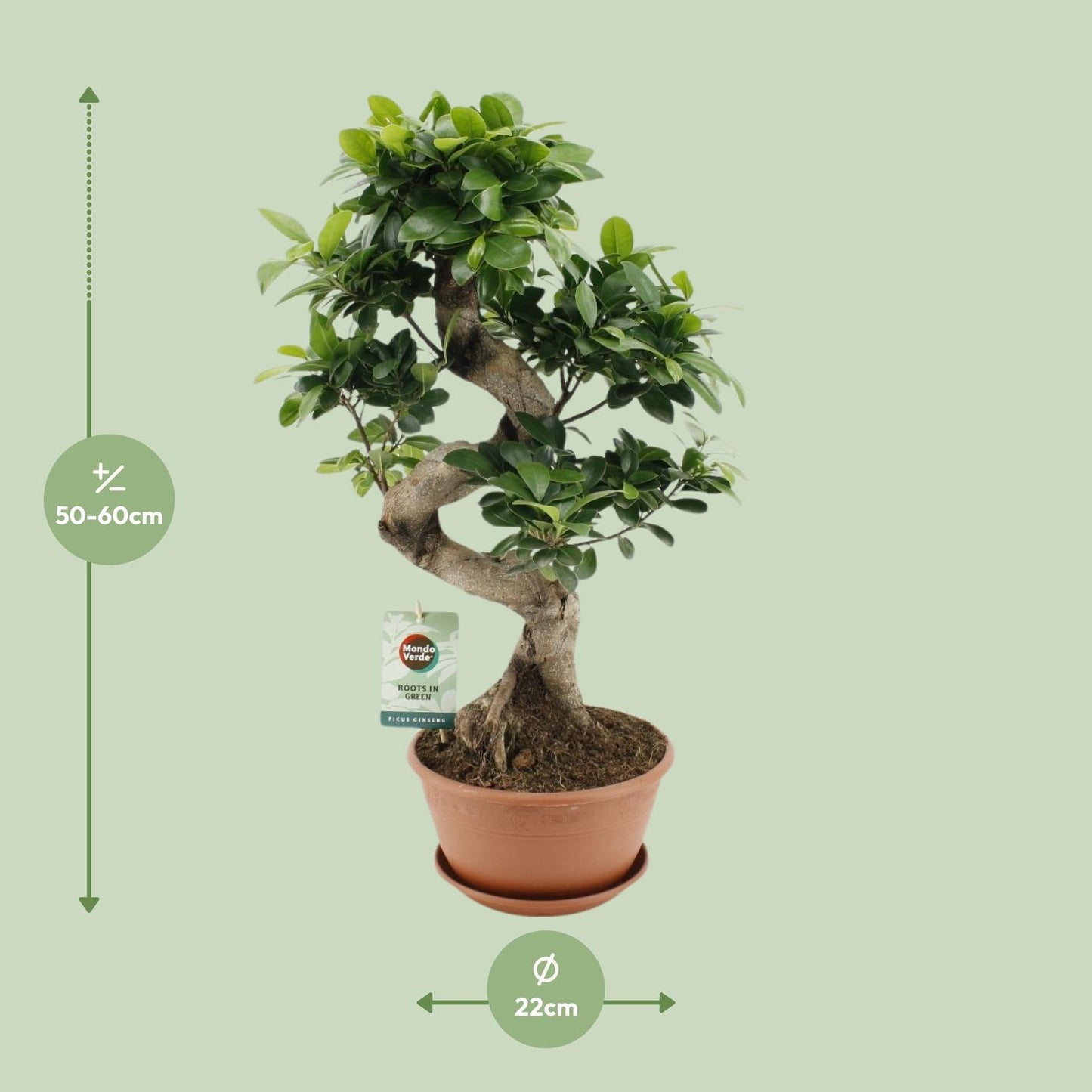 Ficus Ginseng - Ø22cm - ↕60cm - Pflanzfix24