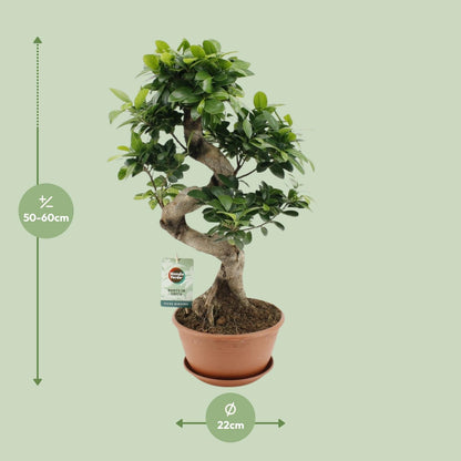 Ficus Ginseng - Ø22cm - ↕60cm - Pflanzfix24