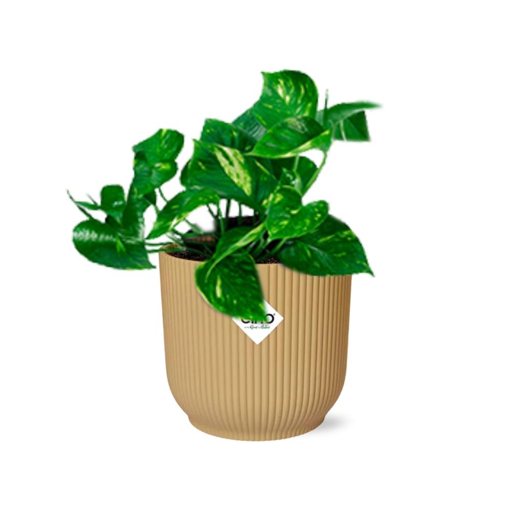 Epipremnum Pinnatum 'Aureum' in ELHO Vibes Fold 14cm gelb - pflanzfix24